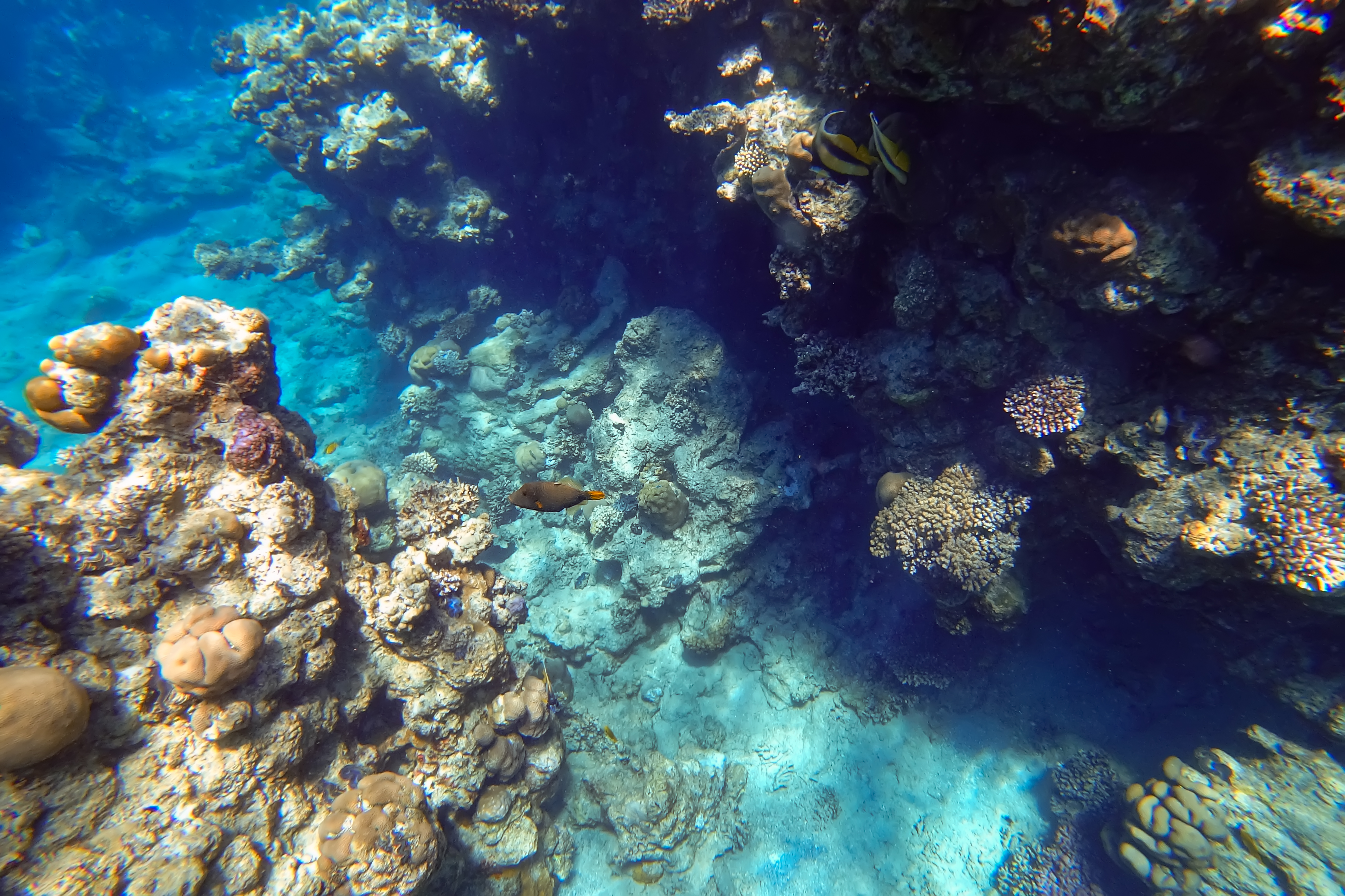 BLUES: Diving into Sustainable Marine Biotechnology