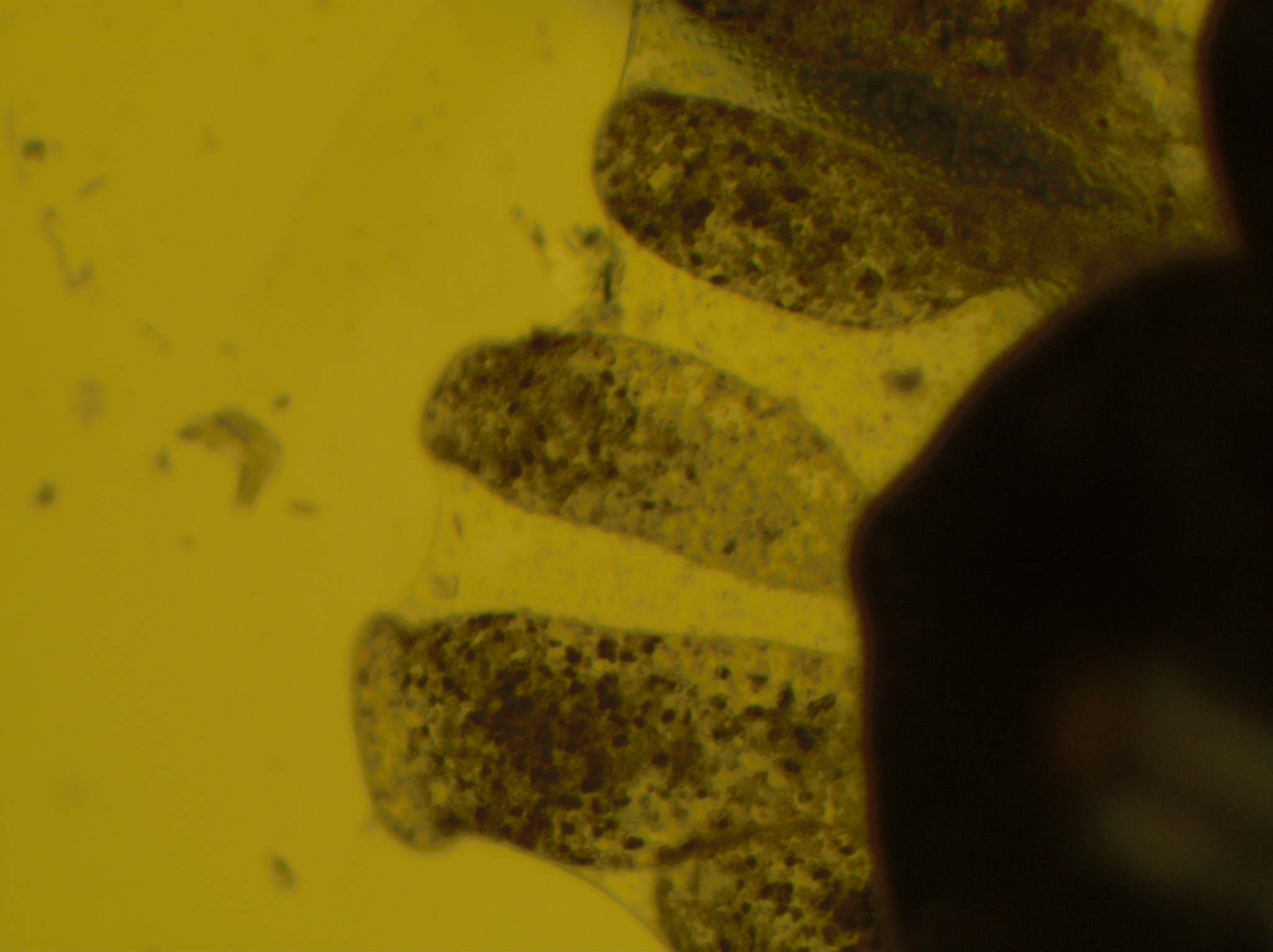Image2